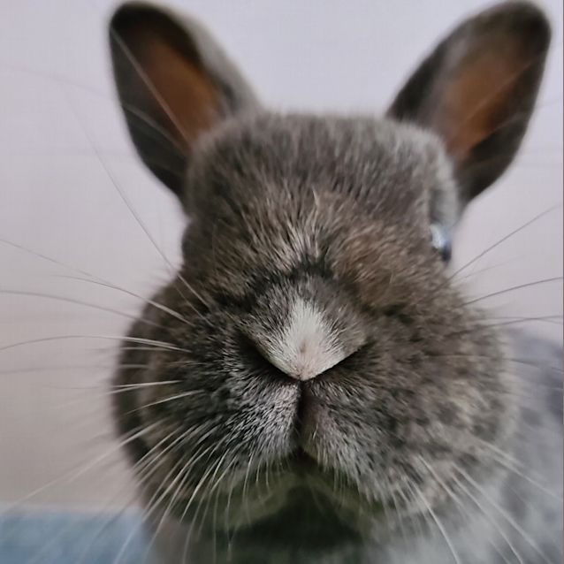 Photo of Queenie