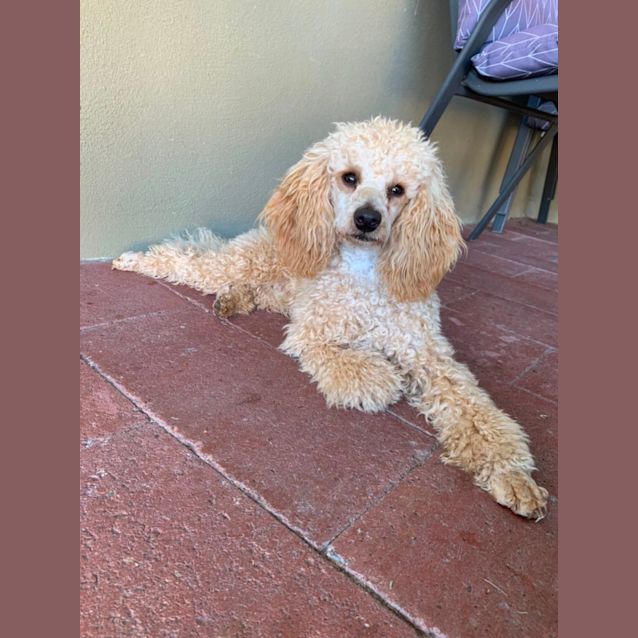 Photo of Buddy