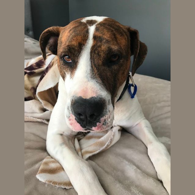 Photo of Bella ~ 3.5yr Old Bull Arab(on Trial 27/11/21)