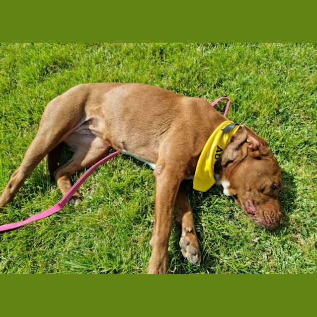 Photo of Penny