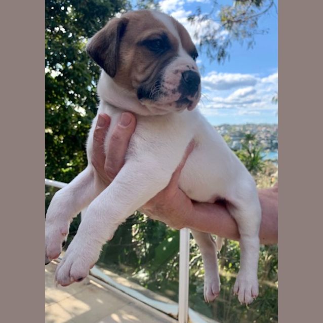 Photo of Whiskey