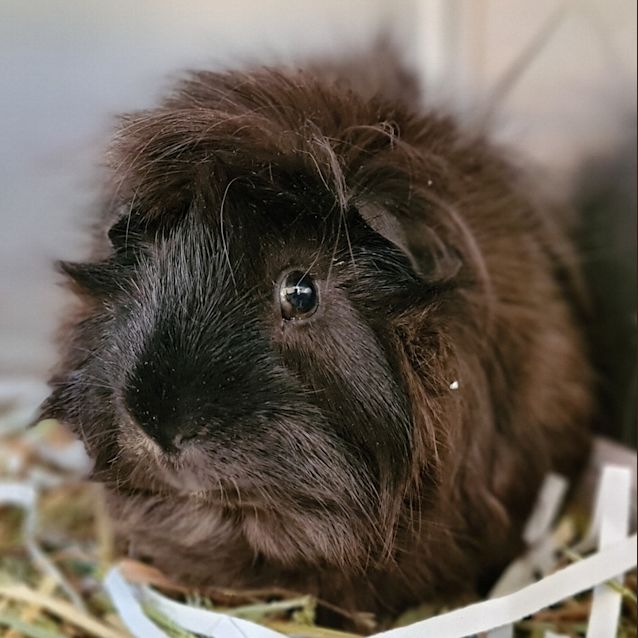 Photo of Ronnie 