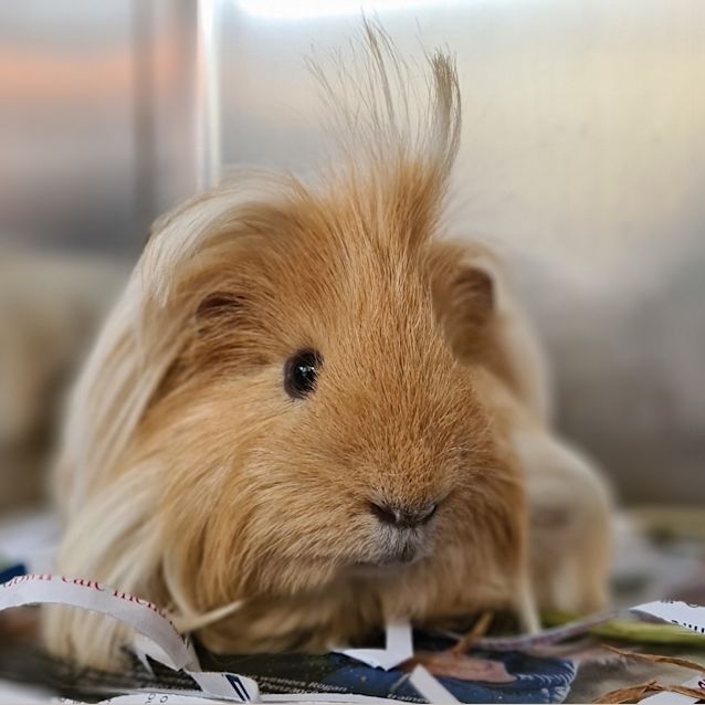Photo of Reggie
