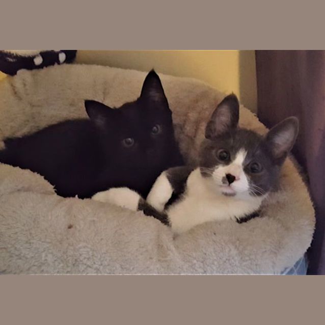 Photo of Violet & Rosie