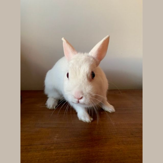 Photo of Admiral Buttons 