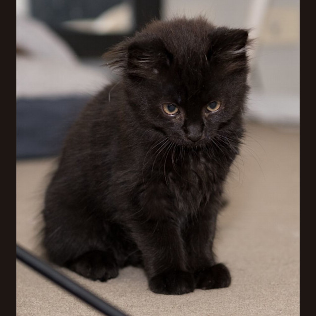 Photo of Ziggy