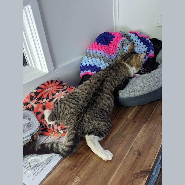 Photo of Simba   1 Year Old Male Cat (Pending Adopt)
