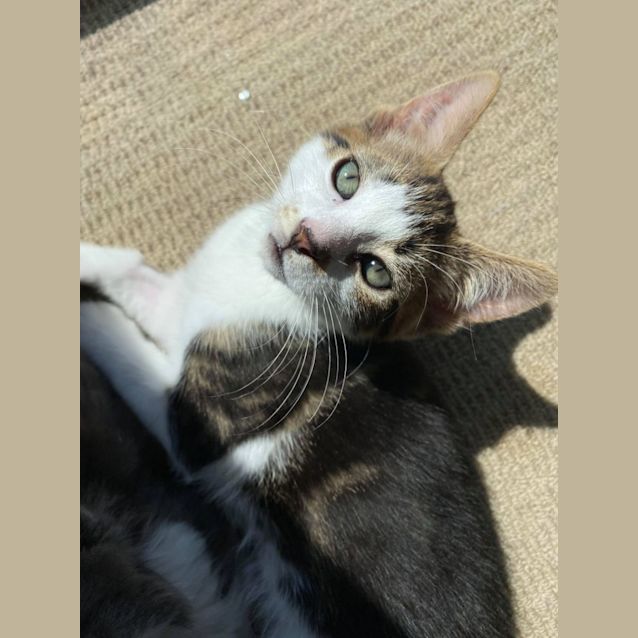 Photo of Tony   Located In Mernda