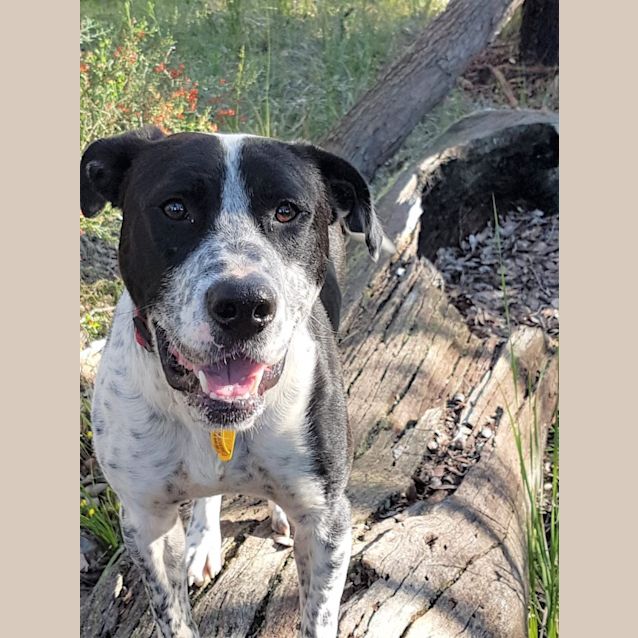 Photo of Boof