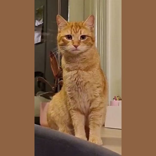Photo of Maple