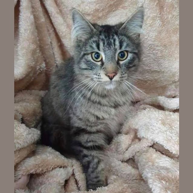 Photo of Remmington 
