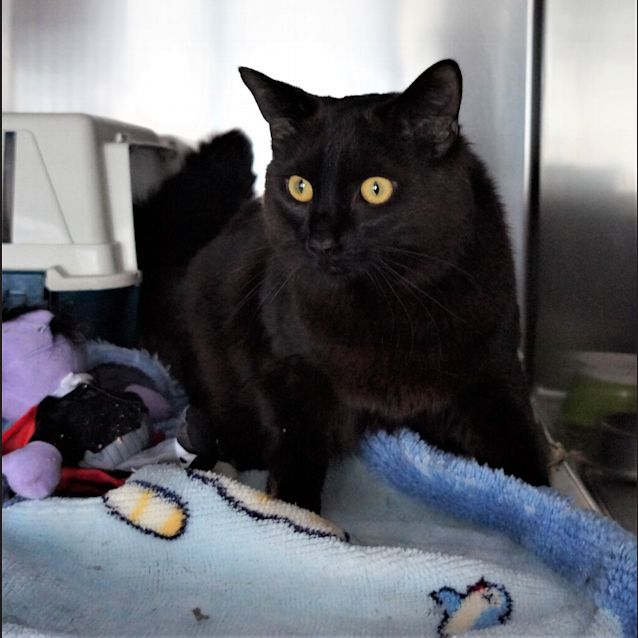 Photo of Sawyer