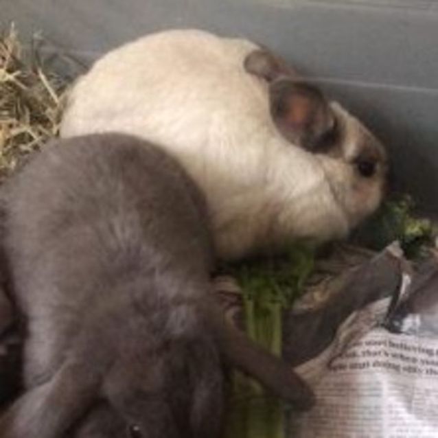 Photo of Maisie And Matilda