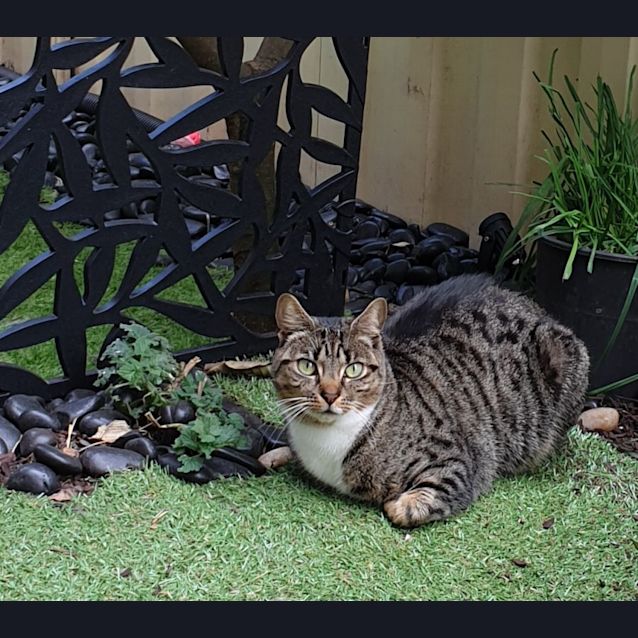 Photo of Lexie   Located In Braybrook
