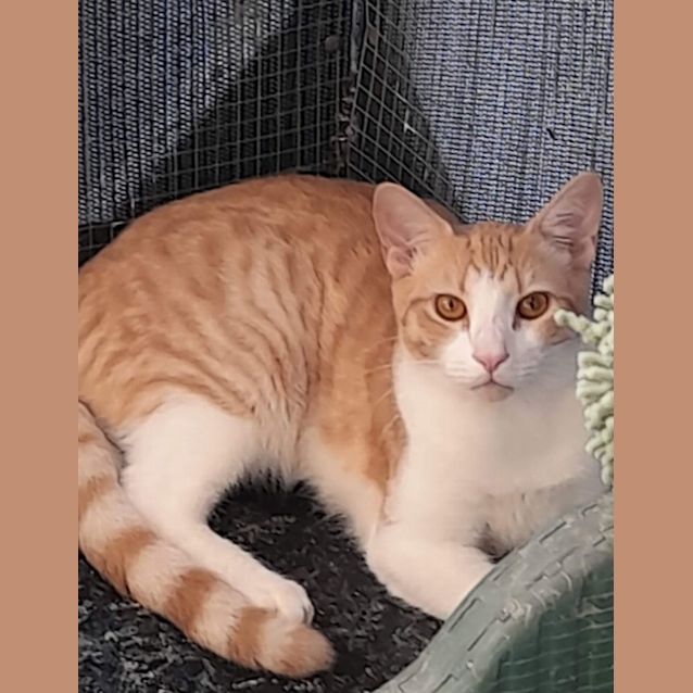 Photo of Nemo