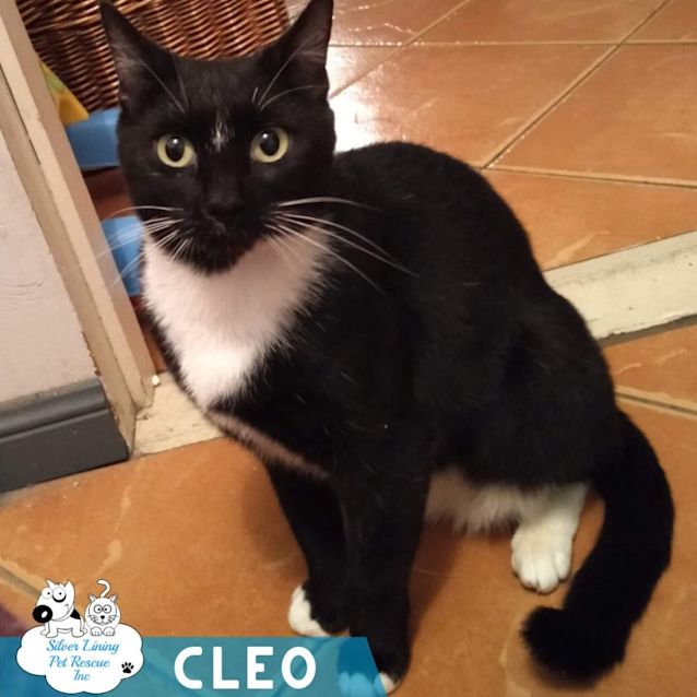 Photo of Cleo