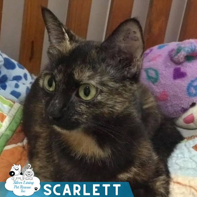 Photo of Scarlett