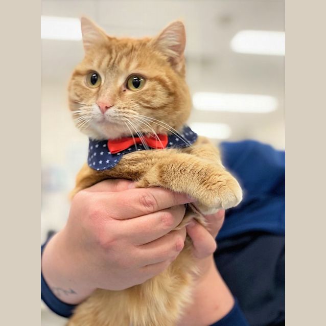 Photo of Butterscotch