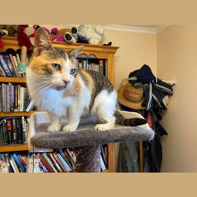 Photo of Pretzel   Located In Lower Templestowe