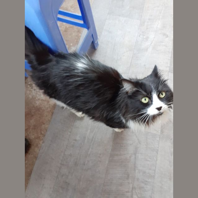 Photo of Morgana