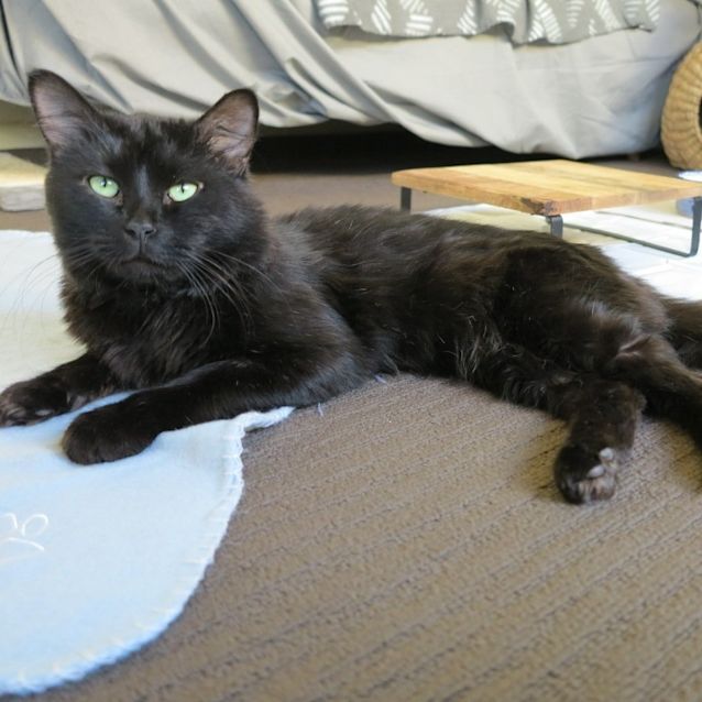 Photo of Hocus