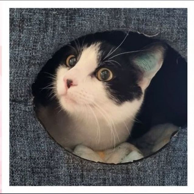 Photo of Snowball