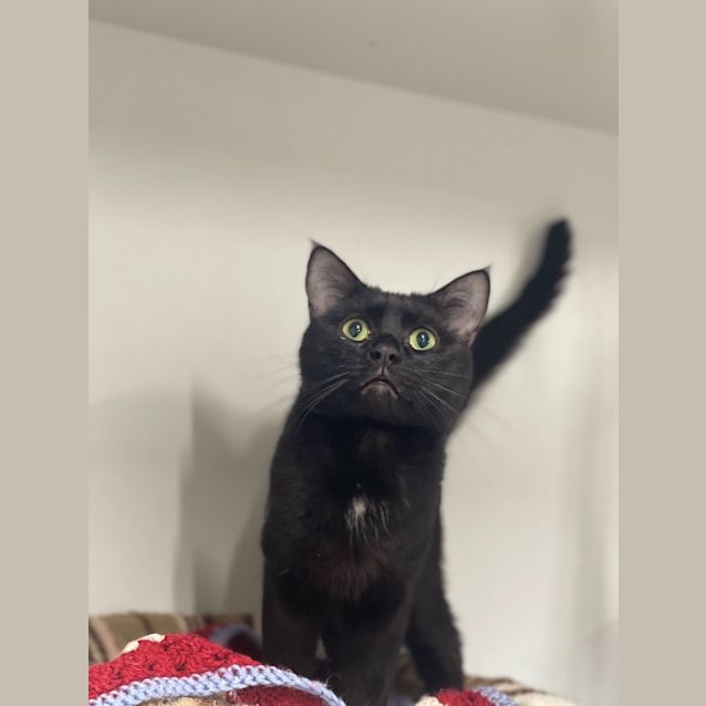Photo of Meeka