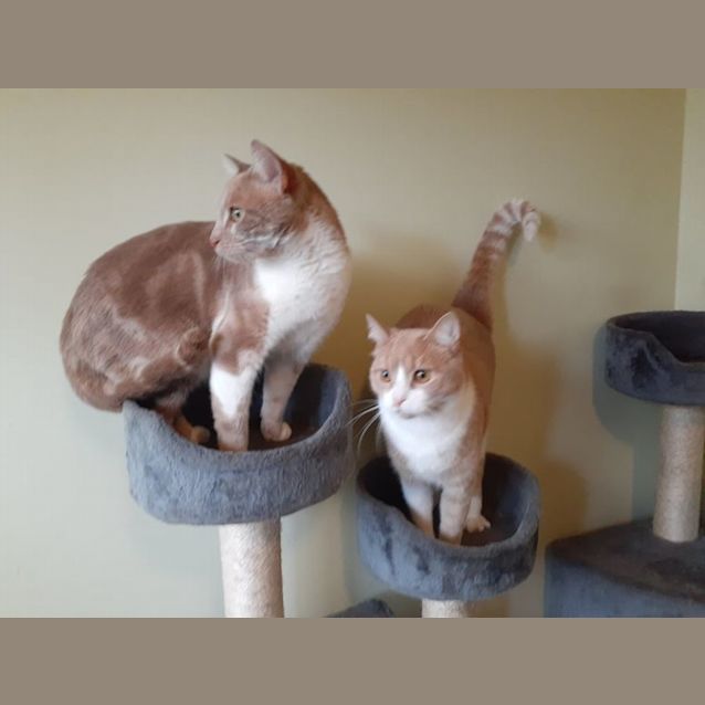 Photo of Boots And Yubo