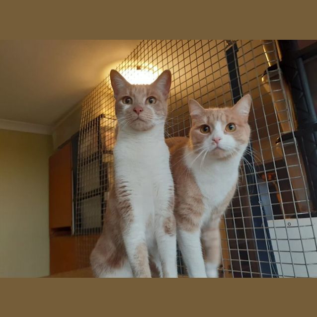 Photo of Boots And Yubo