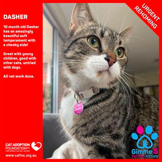 Photo of Dasher