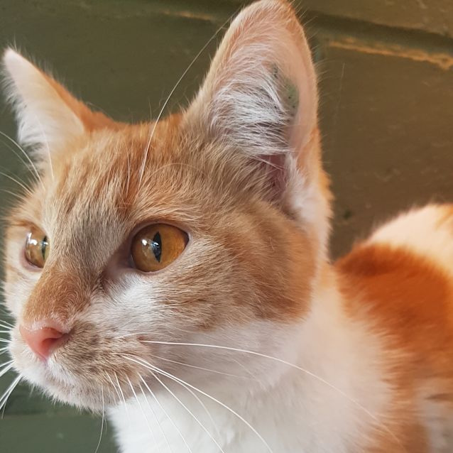 Photo of Mittens