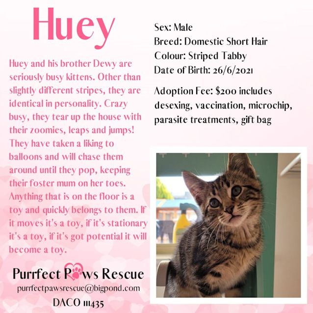 Photo of Huey