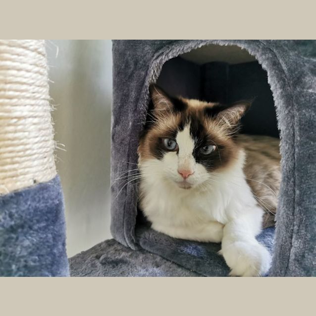 Photo of Katie 🐱 5 Yo Ragdoll Cat  (On Trial 1/11/21)