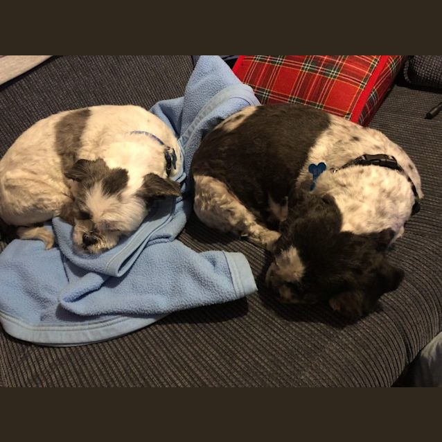 Photo of Lenny Kravitz "Here To Love" 