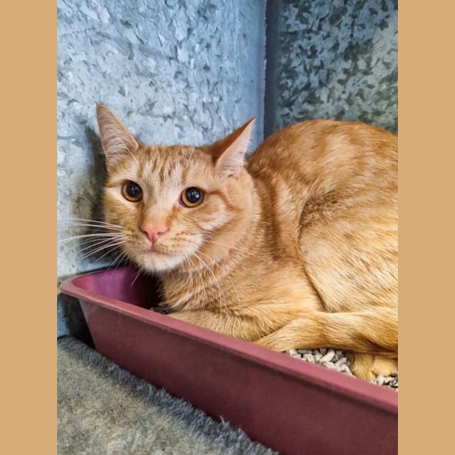 Photo of Tiger