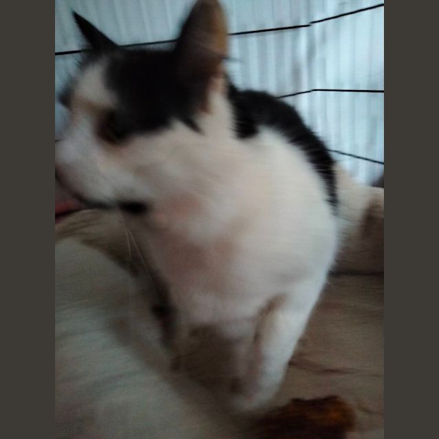 Photo of Candice (Can Transport To Melbourne)