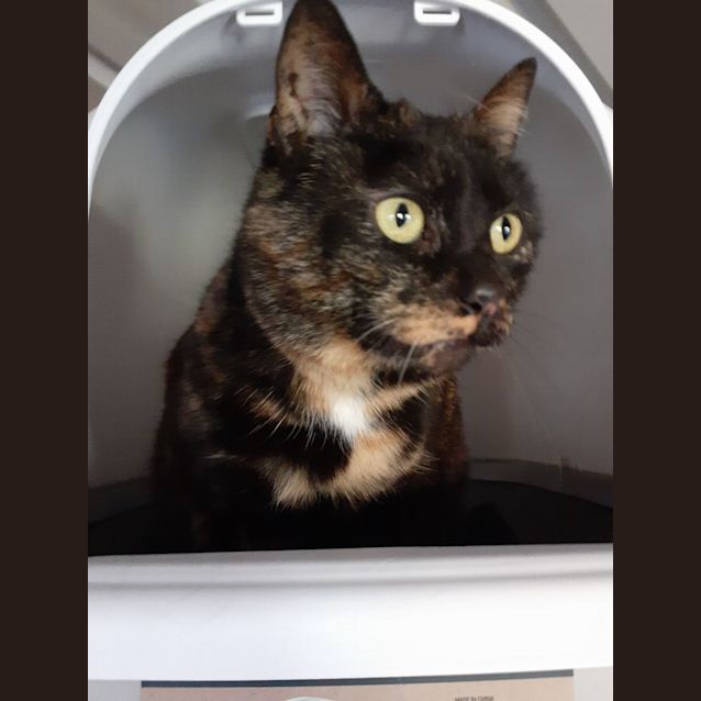 Photo of Tortie