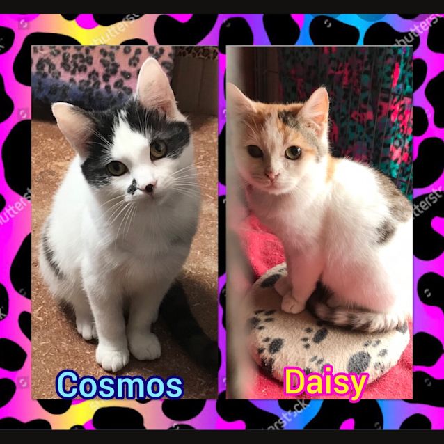 Photo of Cosmos & Daisy