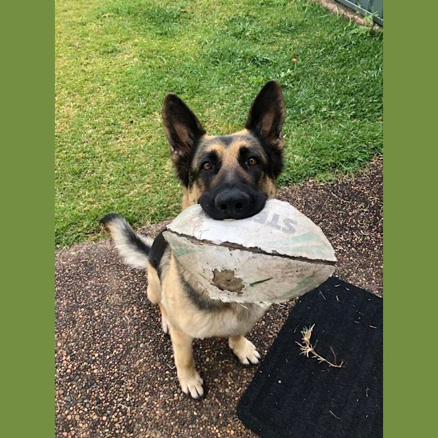 Photo of Bonnie ~ 5yr Old Gsd (On Trial 28/12/21)