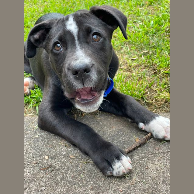 Photo of Kevin ~ Mastiff X Wolfhound Puppy
