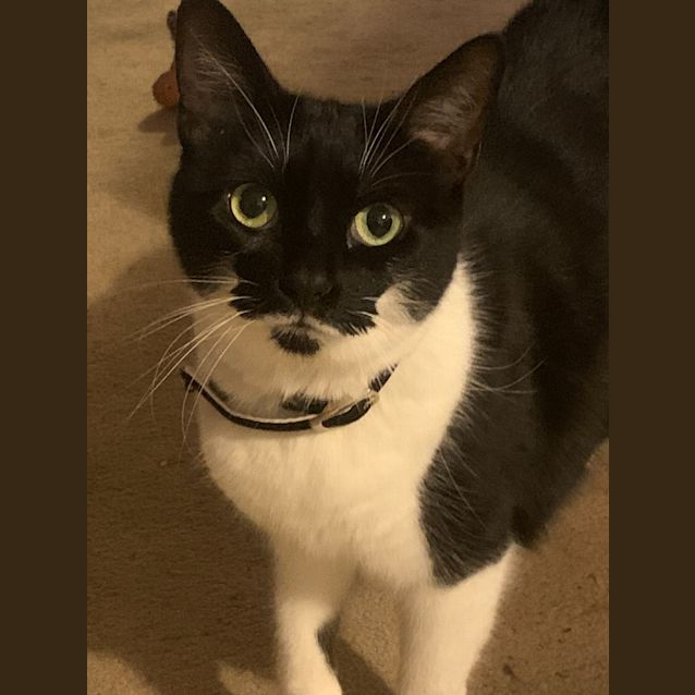 Photo of Princess Dusty Sprinkles