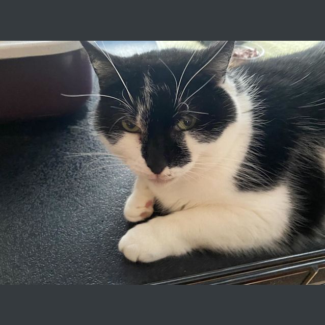 Photo of Agatha Hisstie