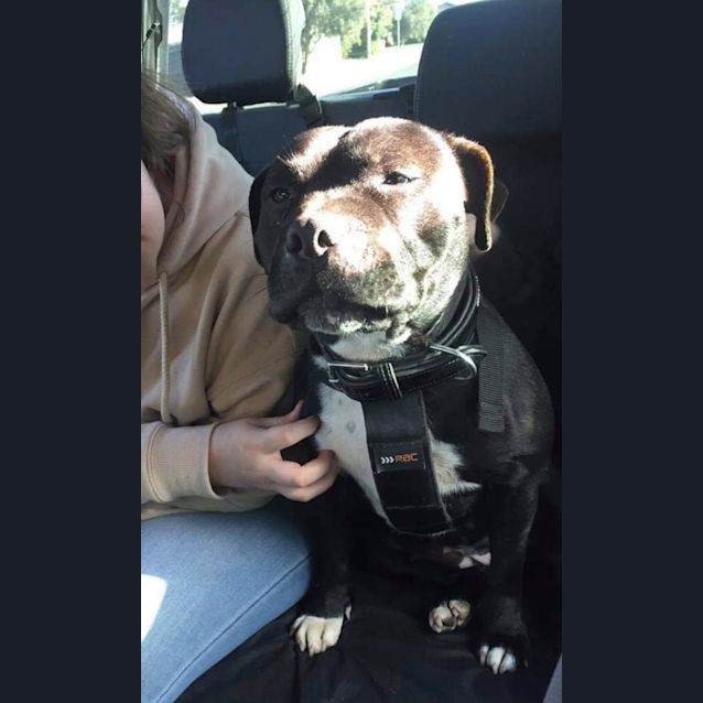 Photo of Ruby 
