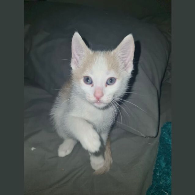 Photo of Sugar 