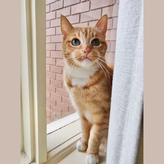 Photo of Oscar
