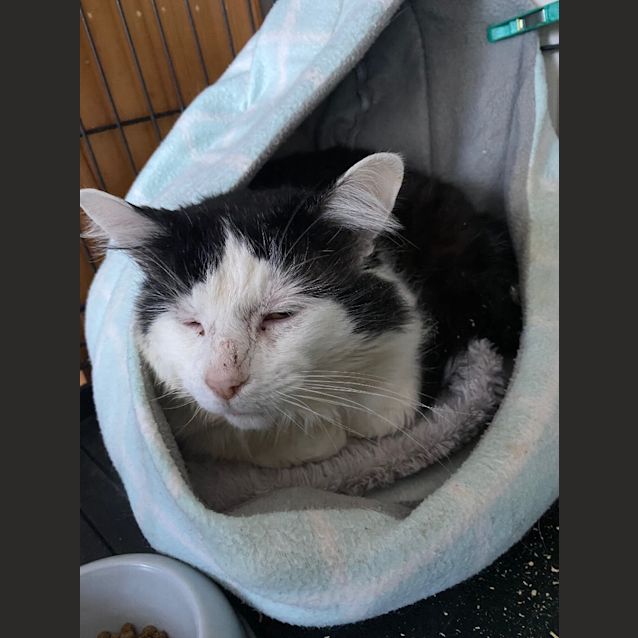 Photo of Prince Floof