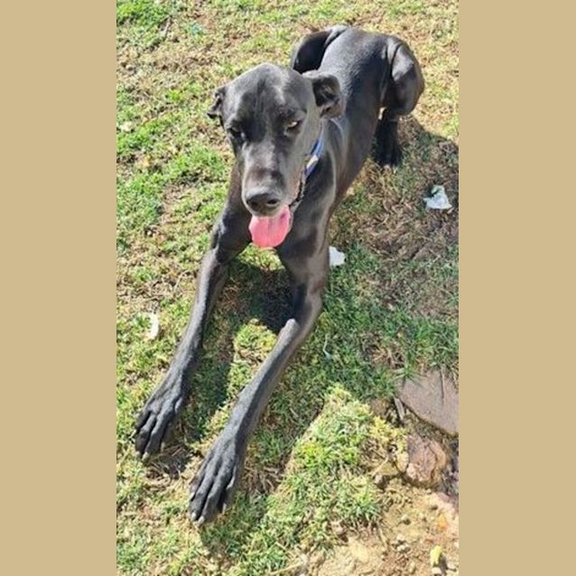 Photo of Arlie ~ 2yr Old Great Dane