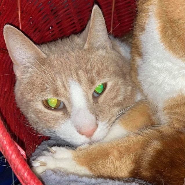 Photo of Dan   Located In Lower Templestowe