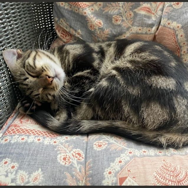 Photo of Newton