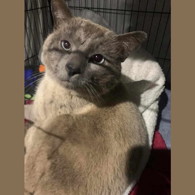 Photo of Wilson Burmese